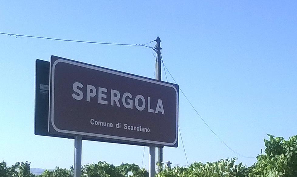 “Progetto Spergola” per valorizzare la varietà autoctona 