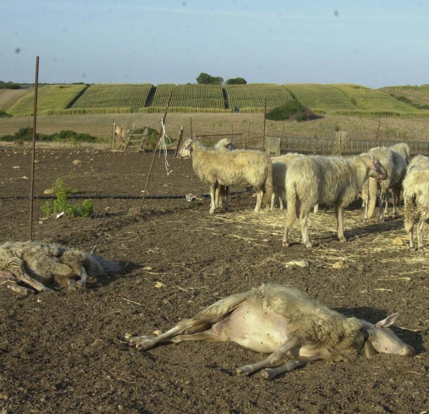 La burocrazia blocca i veterinari: a rischio i controlli 