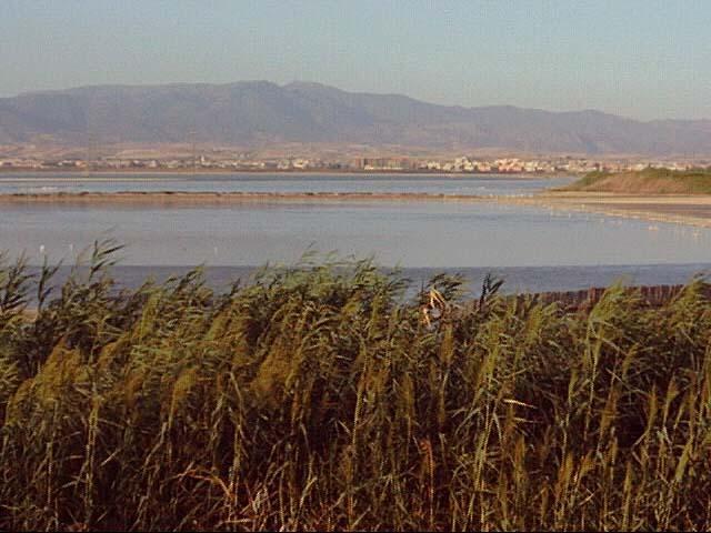 Cagliari, puzza insopportabile dal parco naturale di Molentargius: esposto ambientalista