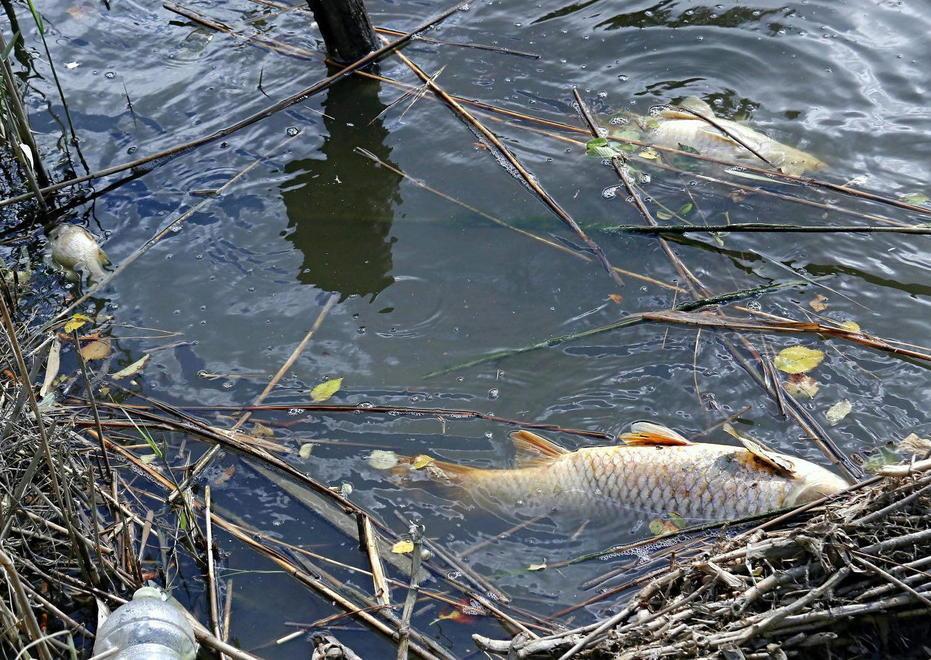 Pesci morti, prime ipotesi «Poco ossigeno nell’acqua» 