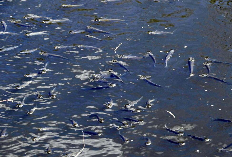 Pesci morti nell’Arnaccio «Poco ossigeno nell’acqua» 