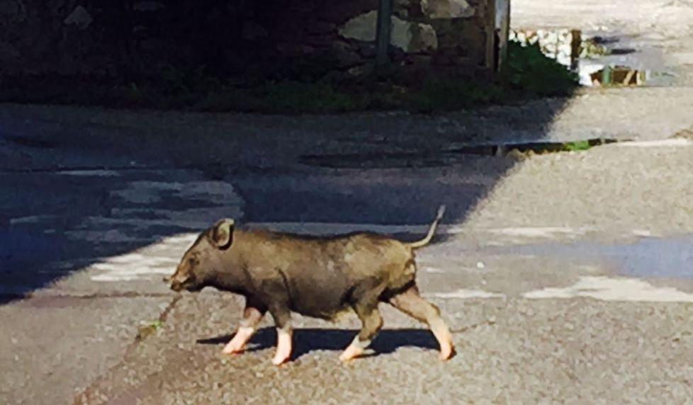 Un cinghialino passeggia sull’Aurelia