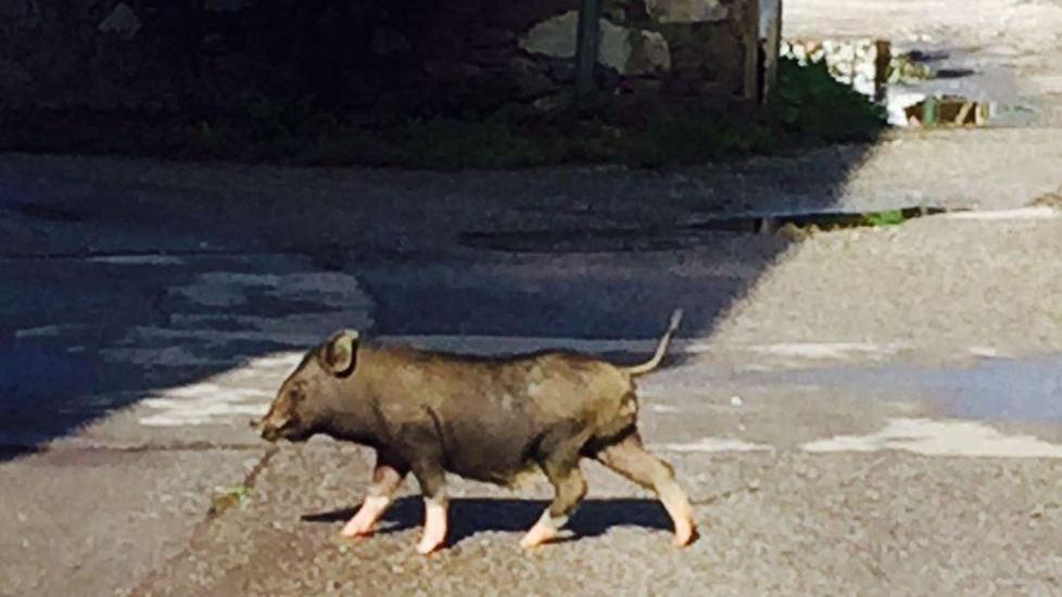 Un cinghialino passeggia sull’Aurelia