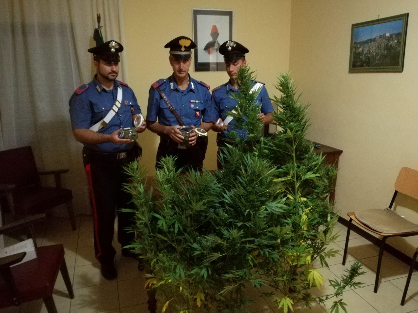 La marijuana sequestrata