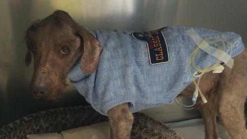 Cane ridotto in fin di vita, condanna a sei mesi per la proprietaria