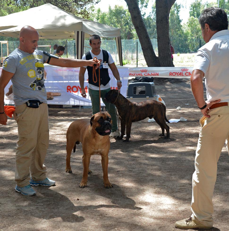 Cani da tutta la Sardegna per l’Esposizione di S. Giusta