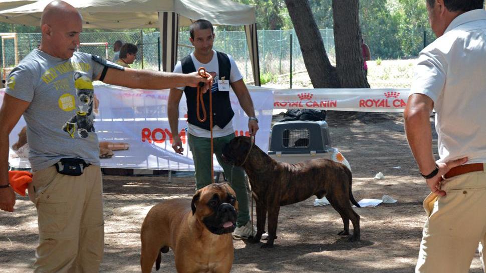 Cani da tutta la Sardegna per l’Esposizione di S. Giusta