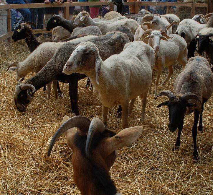 Piante e animali perduti nel “giardino” di Guastalla 