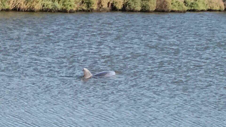 Delfino si intrufola nei canali della peschiera