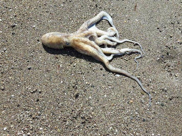 Alcuni pesci morti sulla battigia davanti ai Canottieri
