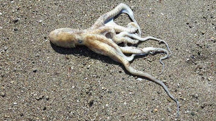 Alcuni pesci morti sulla battigia davanti ai Canottieri