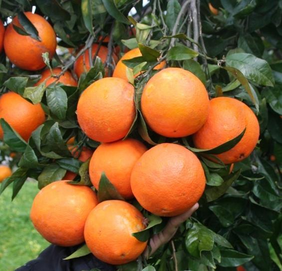 Agrumicoltori in difficoltà prezzi bassi per le arance 