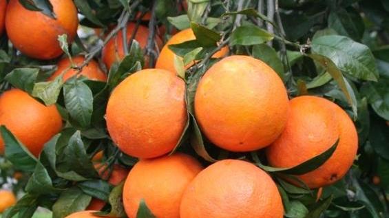 Agrumicoltori in difficoltà prezzi bassi per le arance 