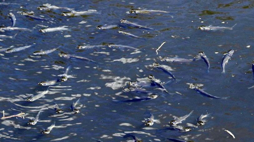 «Pesci morti per mancanza di ossigeno»