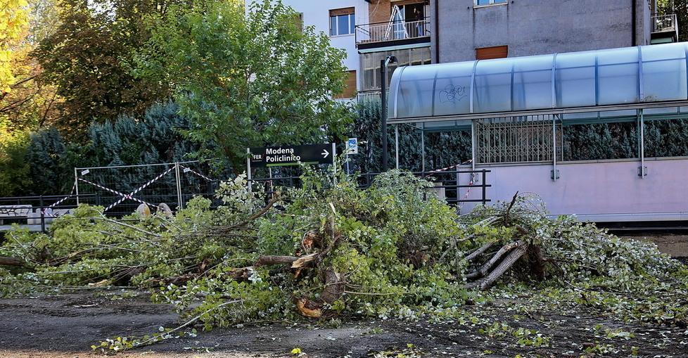 Via Scanaroli, polemica sulle piante 