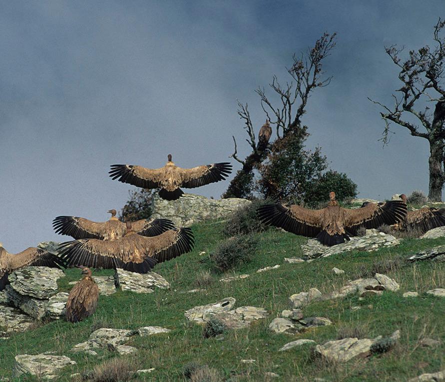 Progetto grifone, verifica europea 