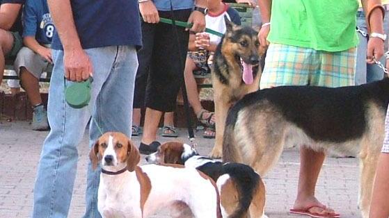 Protezione dei cani, un decalogo