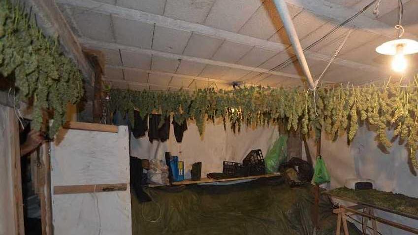 Coltivazione di marijuana un arresto a Villagrande