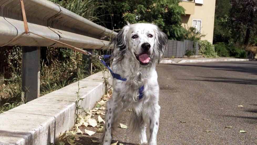 Si trasferisce e abbandona il cane in casa: salvato dai vigili