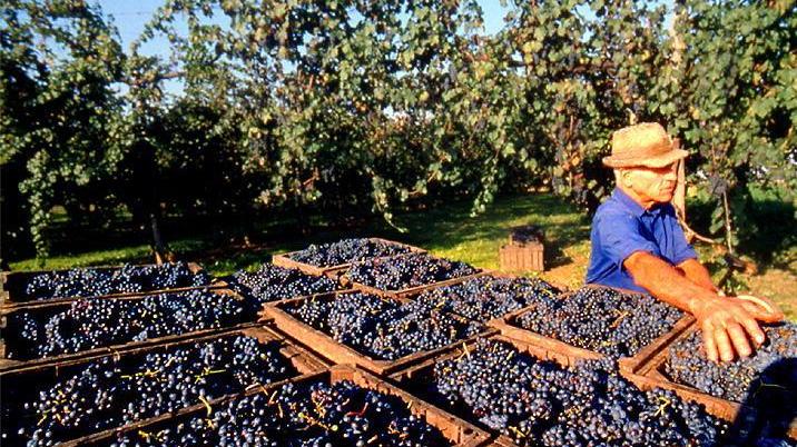 L’aspro odor dei vini sarà di qualità