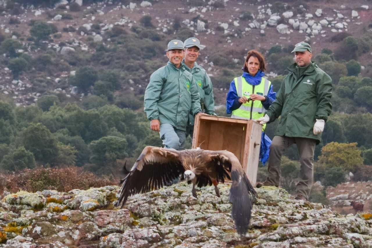 Bosa, il primo grifone vola libero: via al ripopolamento