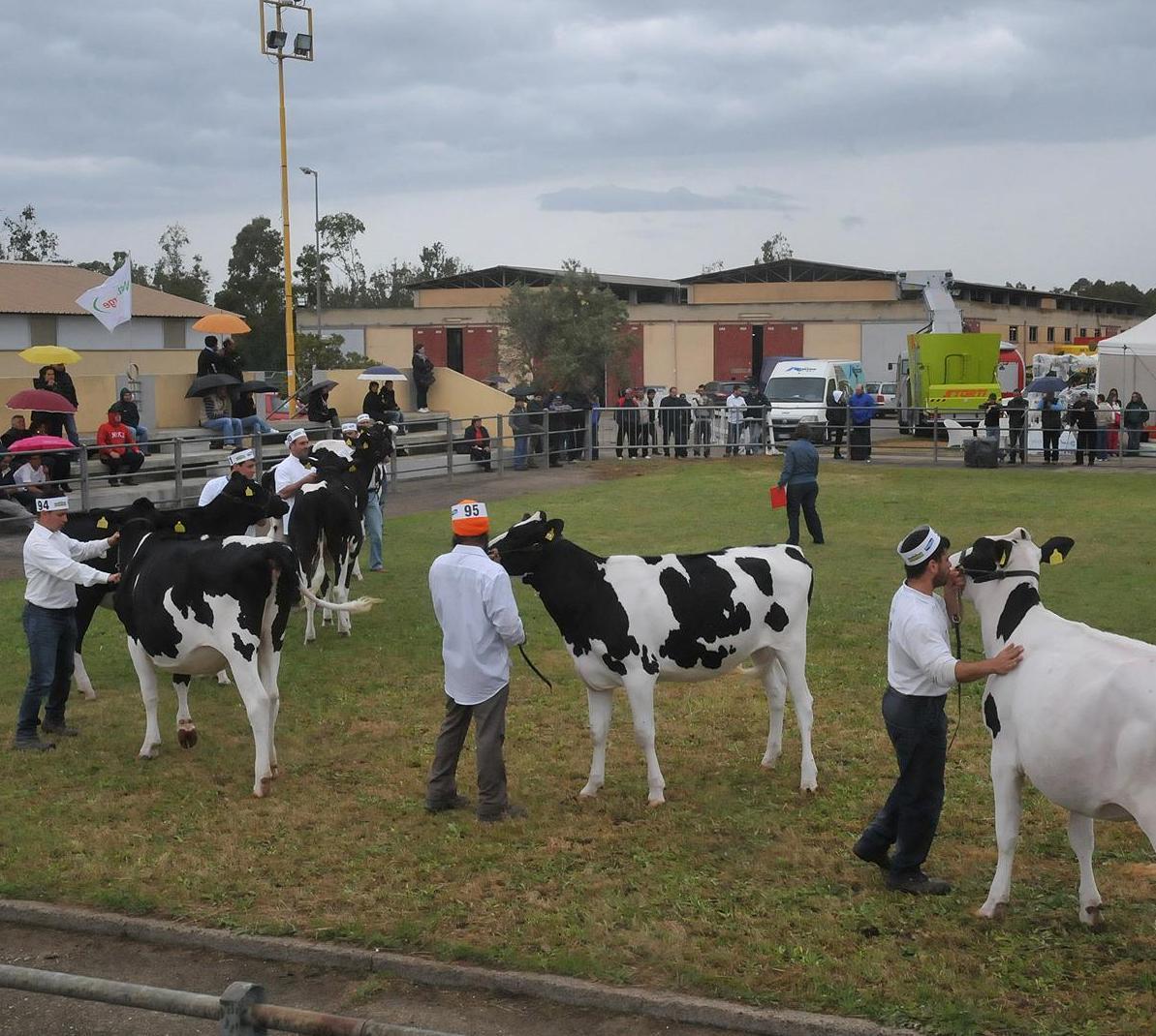 Un’alleanza con Verona: Fiera di Arborea più forte 