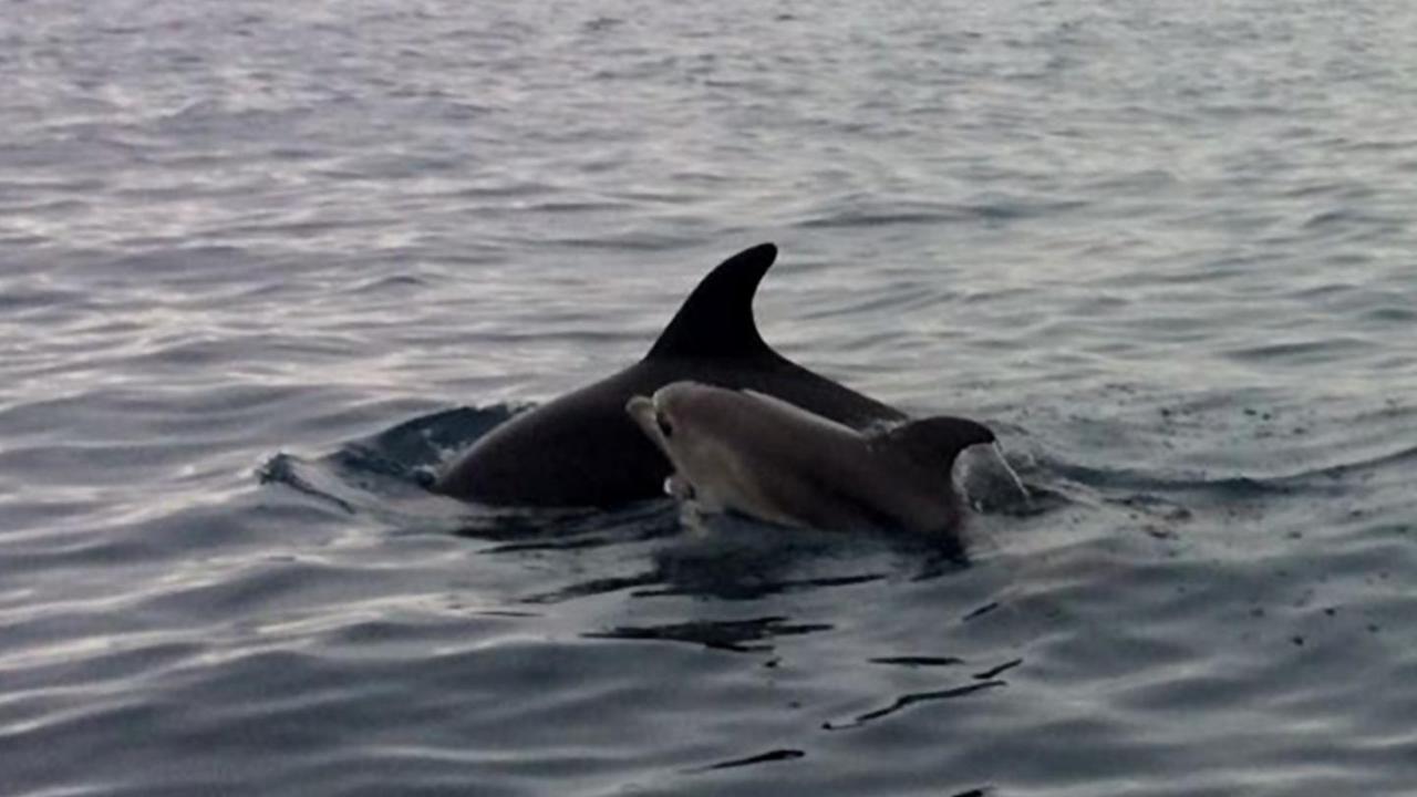 Tutela dei delfini, esperti a confronto sulla Sardinia Ferries 