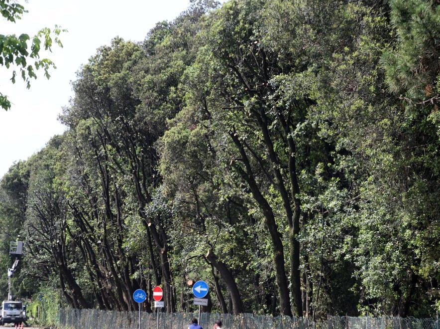 Versiliana: piantati duemila nuovi alberi 