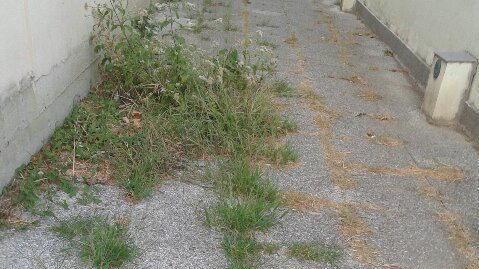 A Borgo Cassola (Veneri) scarsa manutenzione e parcheggi selvaggi