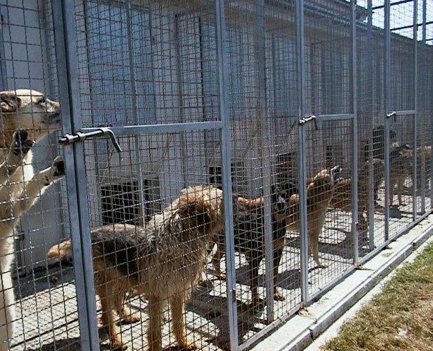 Canile, stesse spese anche se manca la quota di Voghiera 