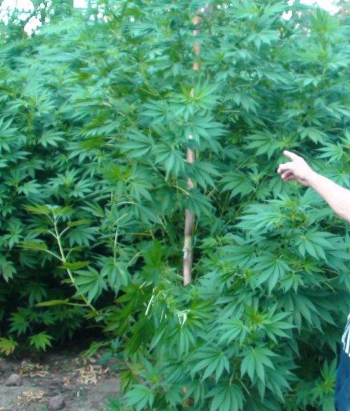 Maxi sequestro di marijuana denunciati due allevatori