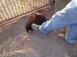 Fucilate a una nutria: denunciato 