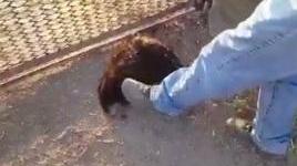 Fucilate a una nutria: denunciato