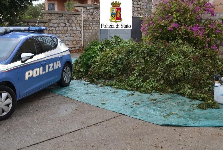 Maxi-sequestro di marijuana: denunciati due allevatori