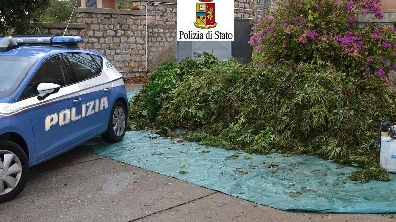 Maxi-sequestro di marijuana: denunciati due allevatori