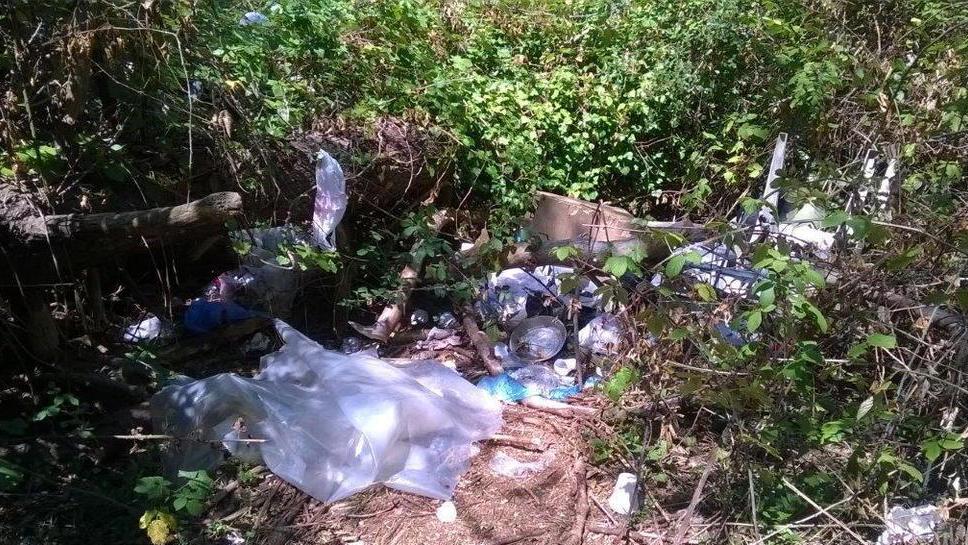 Una larva che si nutre di plastica