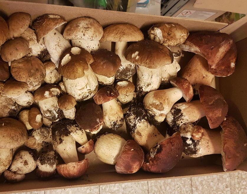 Funghi, ci sono le “cavazze”: la stagione si annuncia d’oro 
