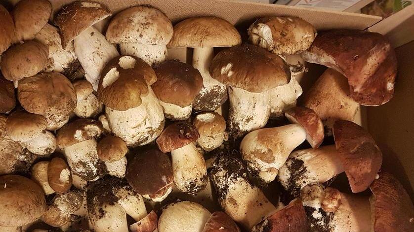 Funghi, ci sono le “cavazze”: la stagione si annuncia d’oro