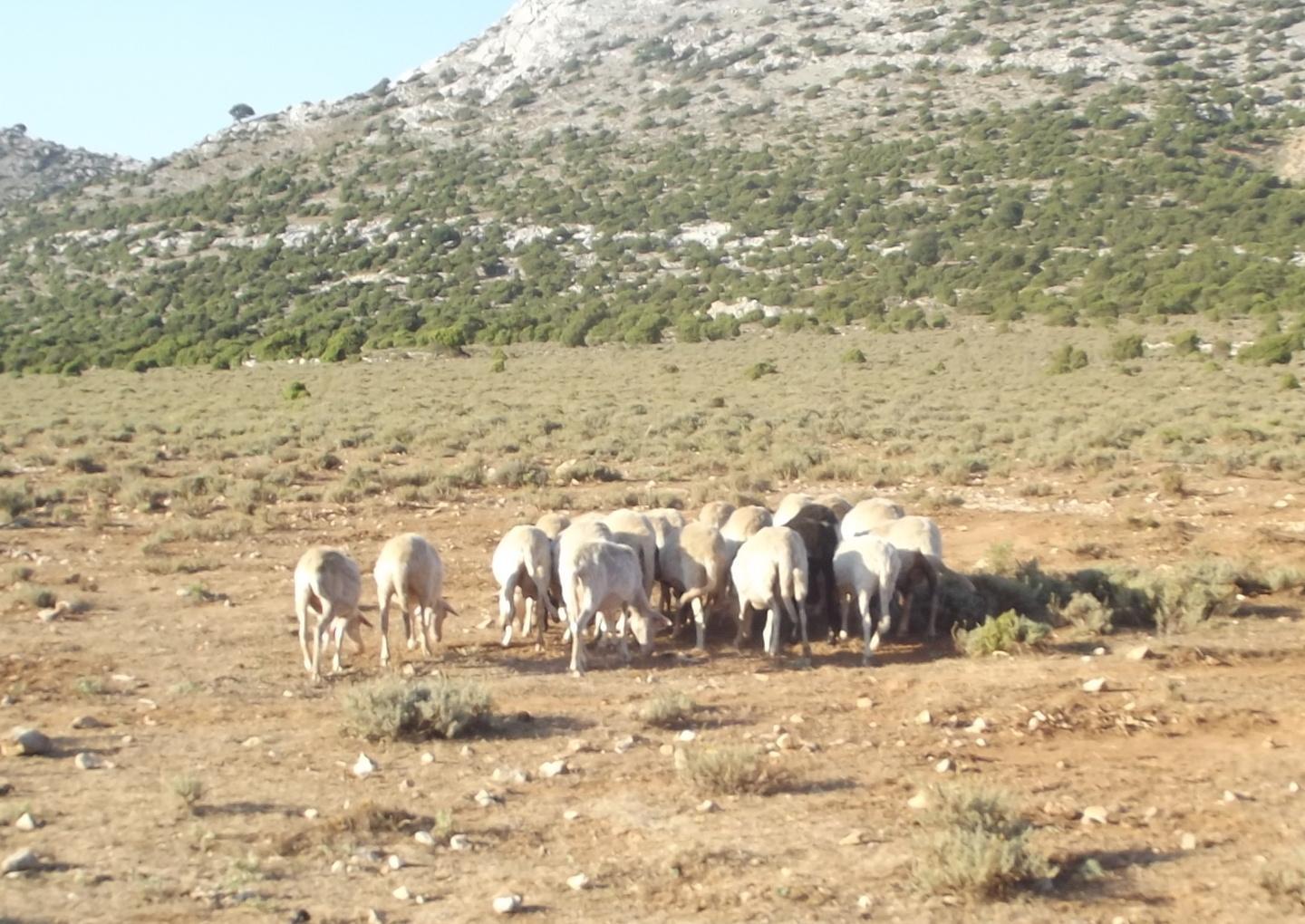 Siccità, l’isola presenta il conto 