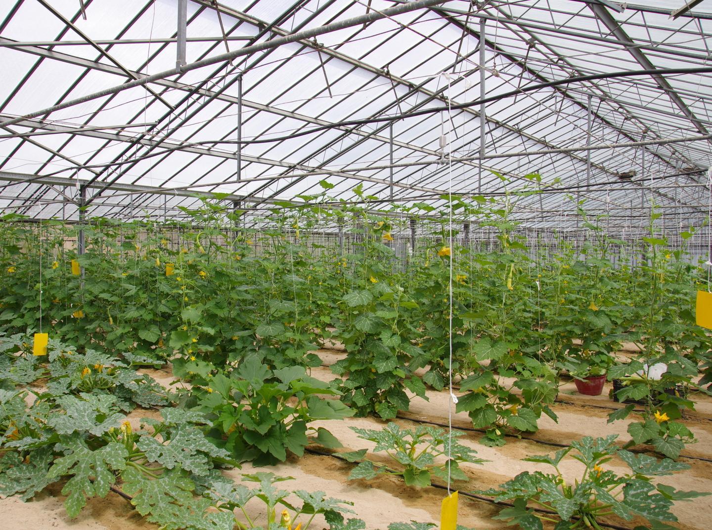 Serre comunali, si cerca un gestore 