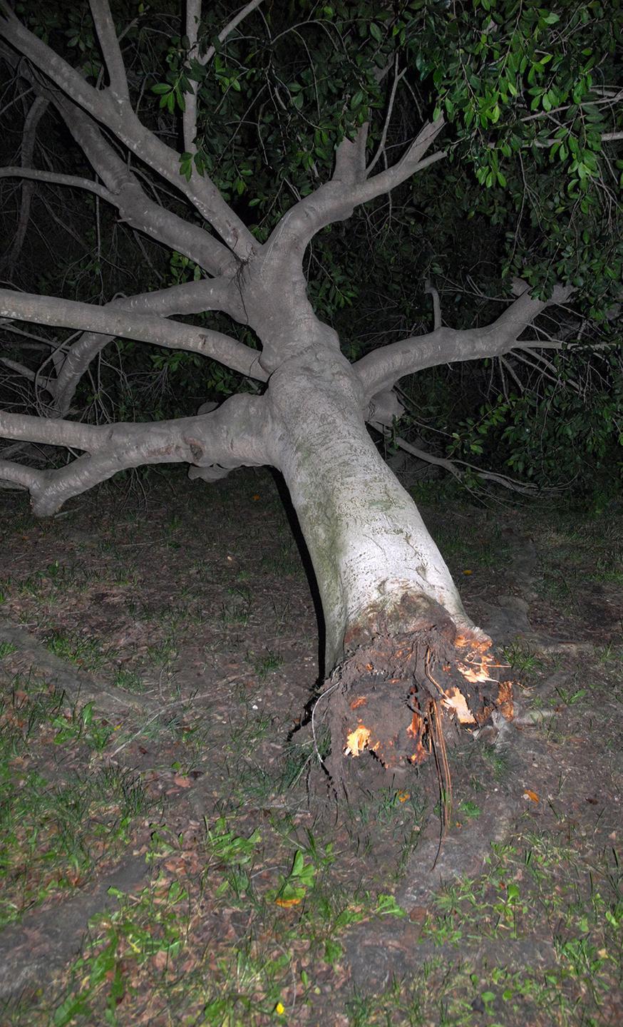 Un albero crolla al suolo nei giardini di via Venezia
