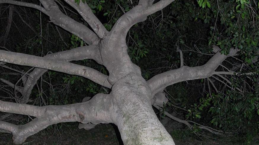 Un albero crolla al suolo nei giardini di via Venezia