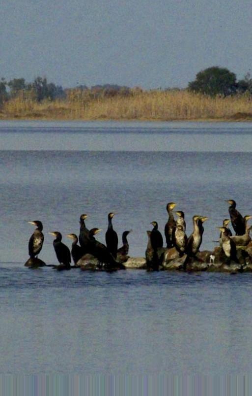 Controlli delle nascite per i cormorani 