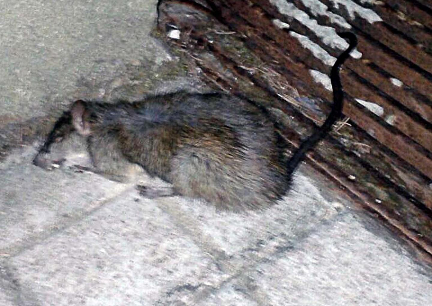 Emergenza topi Macomer infestata da roditori giganti 