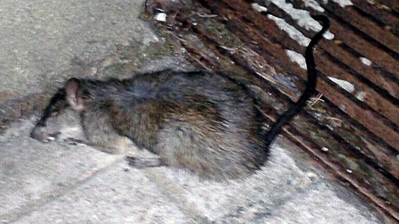 Emergenza topi Macomer infestata da roditori giganti