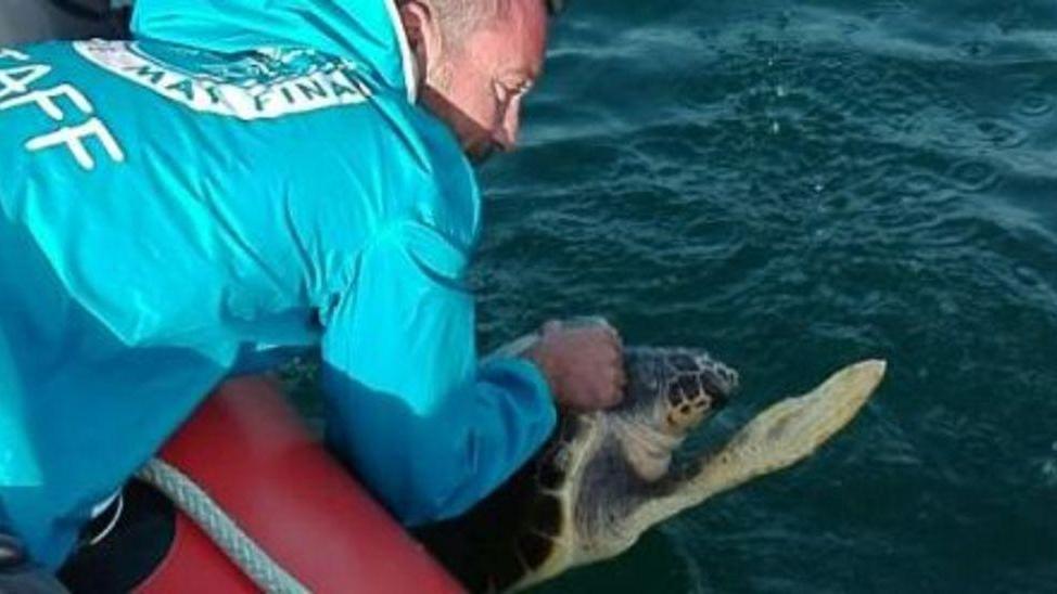 Tartaruga salvata e liberata alla Meloria