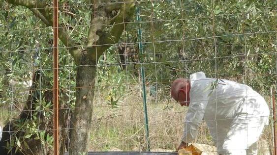 Muore per bruciare un nido di calabroni