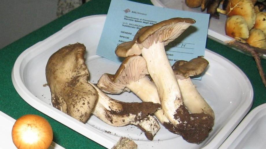 Funghi velenosi, come riconoscerli