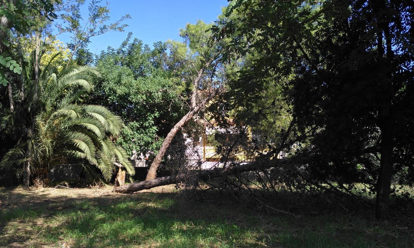 Ancora alberi caduti, ma niente danni