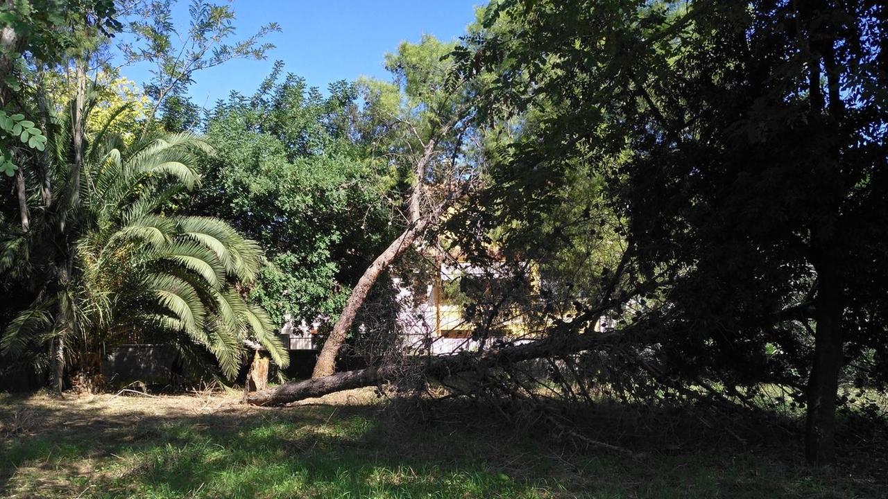 Ancora alberi caduti, ma niente danni